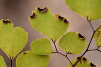 Adiantum poiretii image