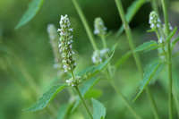 Agastache pringlei image