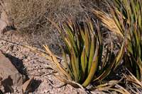 Image of Agave lecheguilla