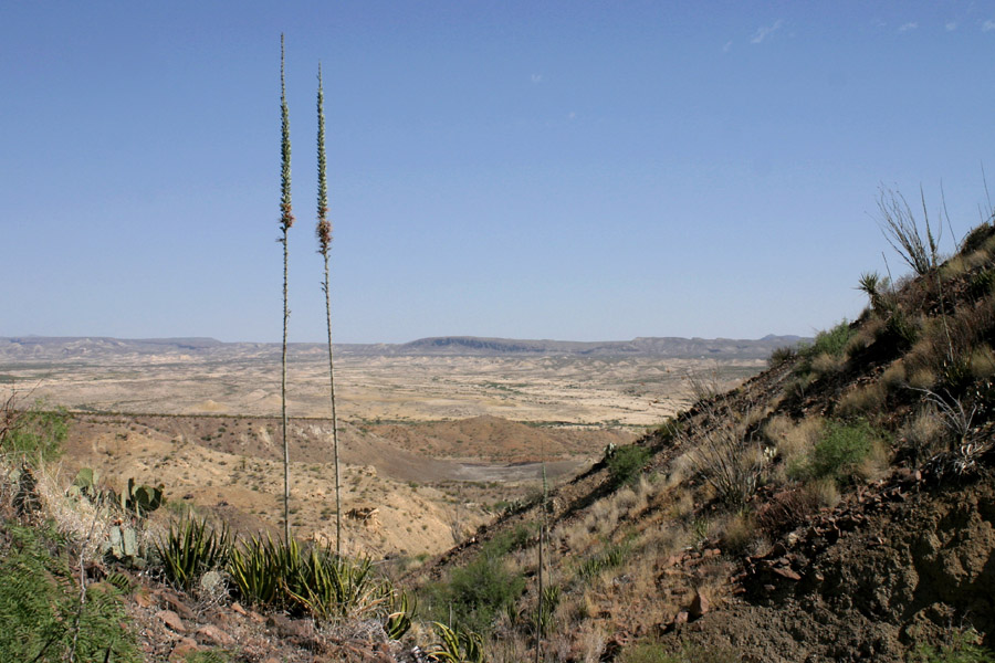 Agave lecheguilla image