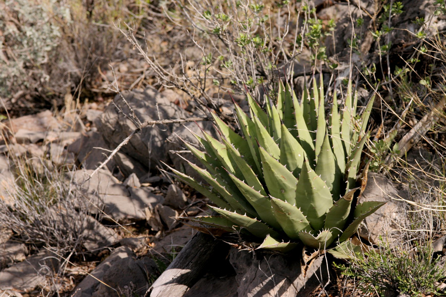 Agave parryi var. neomexicana image