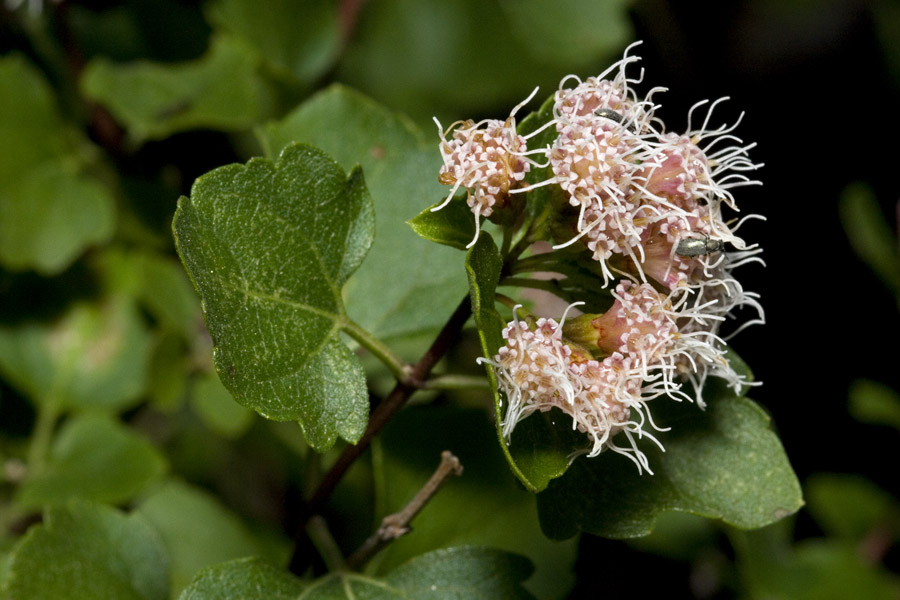 Ageratina calaminthifolia image