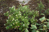 Ageratina calaminthifolia image