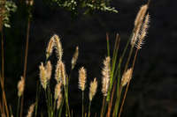 Agropyron cristatum image