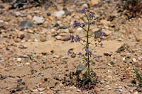 Image of Gilia pinnatifida