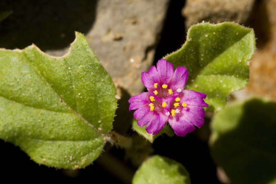 Allionia incarnata var. incarnata image