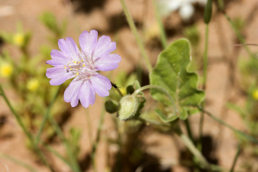 Allionia incarnata var. villosa image