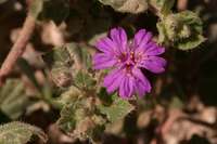 Allionia incarnata var. villosa image