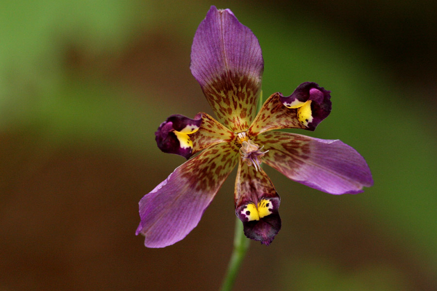 Alophia drummondii image