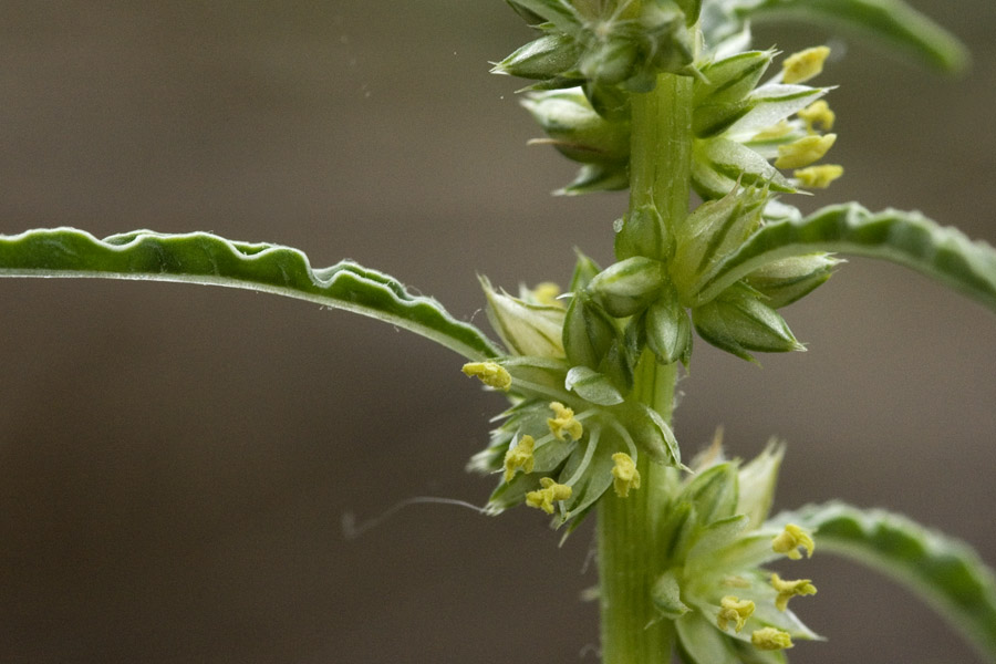 Amaranthus acanthochiton image