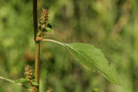 Amaranthus powellii image