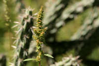 Amaranthus powellii image