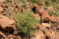 Amaranthus torreyi image