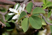 Amelanchier utahensis image