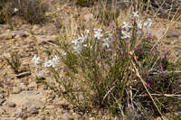 Amsonia longiflora image