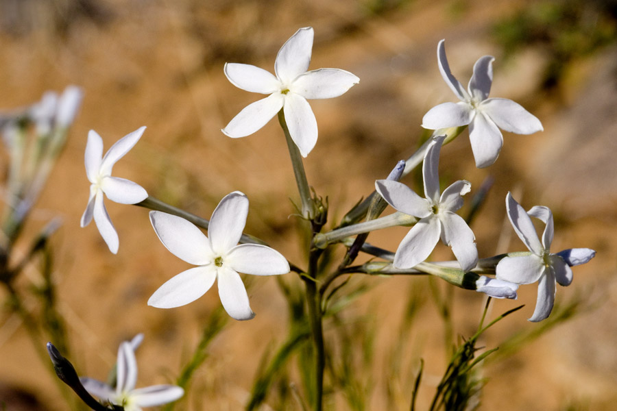 Amsonia longiflora image