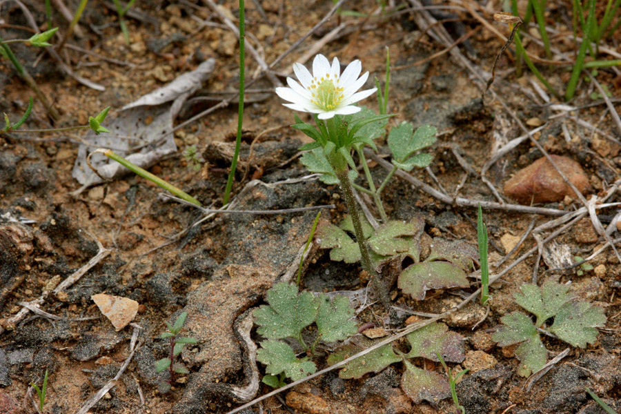 Anemone berlandieri image