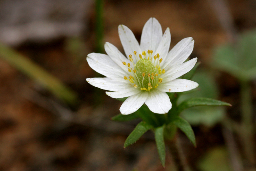 Anemone berlandieri image