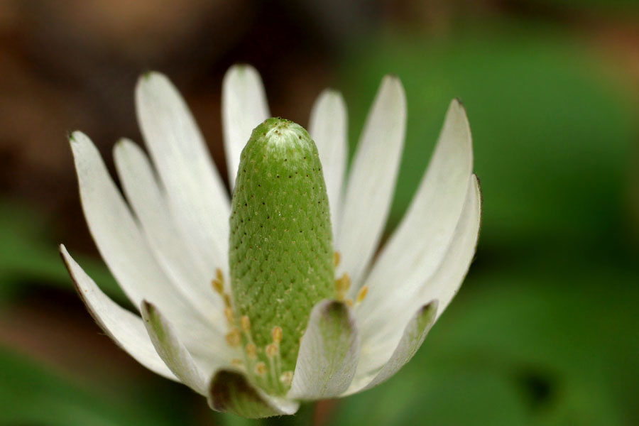 Anemone berlandieri image