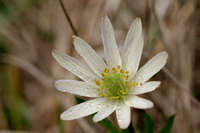 Anemone berlandieri image