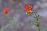 Aquilegia triternata image