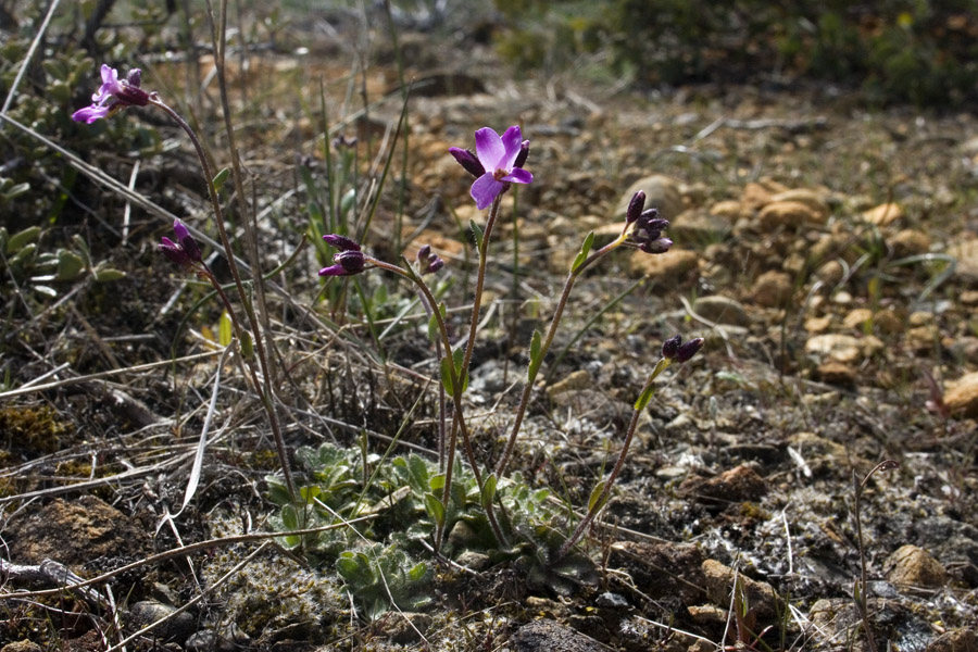 Arabis aculeolata image