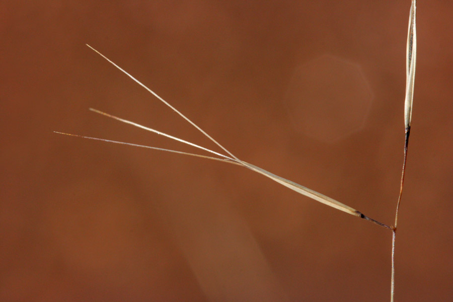 Aristida havardii image