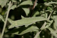 Artemisia ludoviciana subsp. albula image