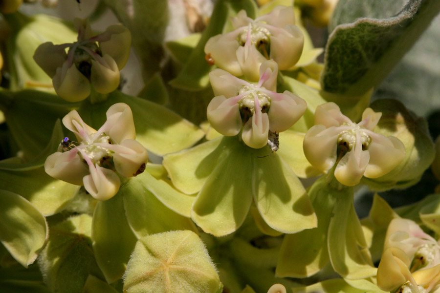 Asclepias arenaria image