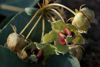 Asclepias cryptoceras image