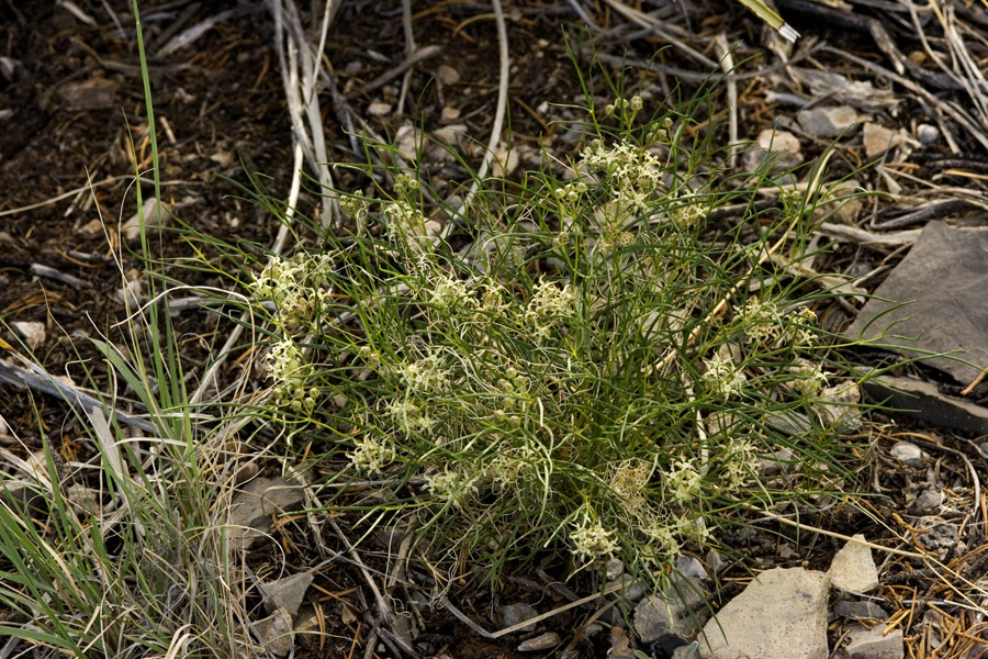 Asclepias macrotis image