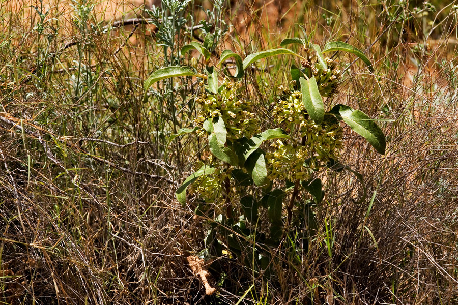 Asclepias oenotheroides image