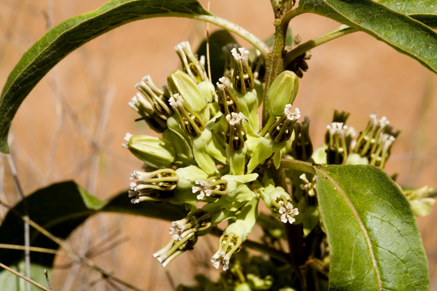 Asclepias oenotheroides image