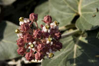 Asclepias solanoana image