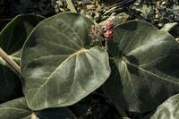 Asclepias solanoana image