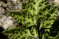 Image of Cheilanthes californica