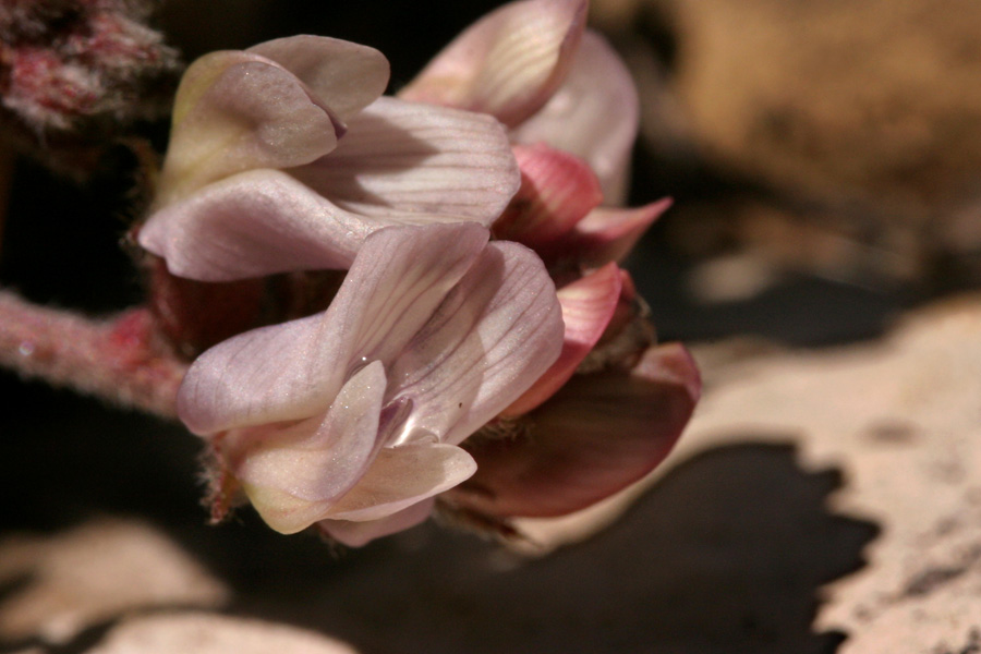 Astragalus pictiformis image