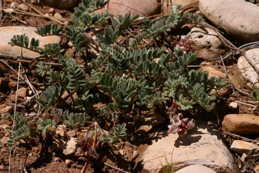 Astragalus pictiformis image