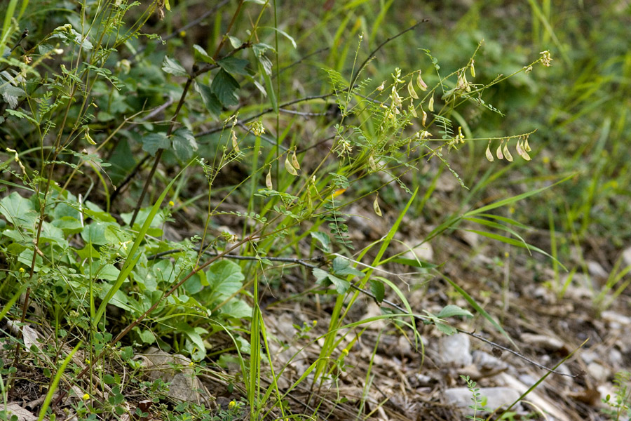 Astragalus altus image