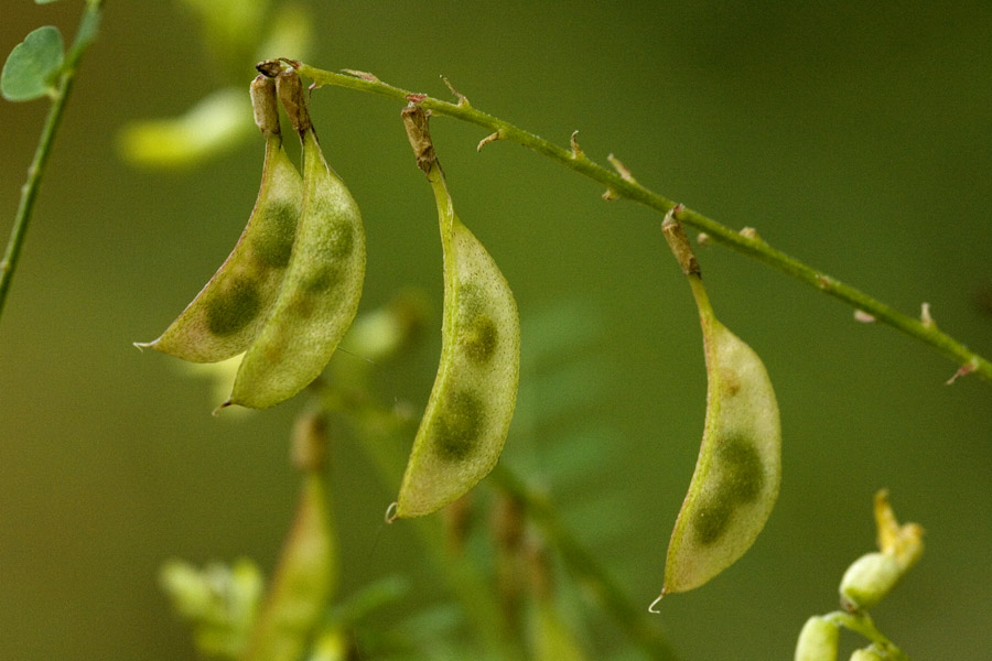 Astragalus altus image
