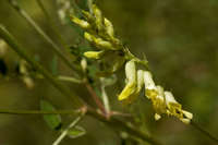 Astragalus altus image
