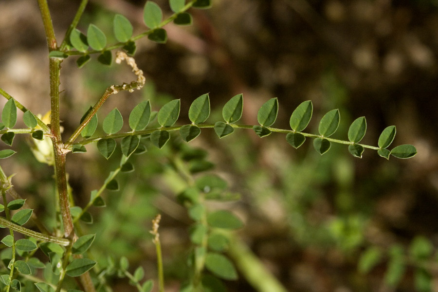 Astragalus altus image