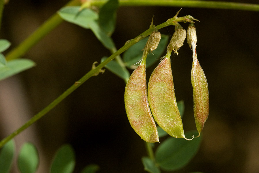 Astragalus altus image