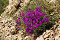 Astragalus coltonii var. moabensis image