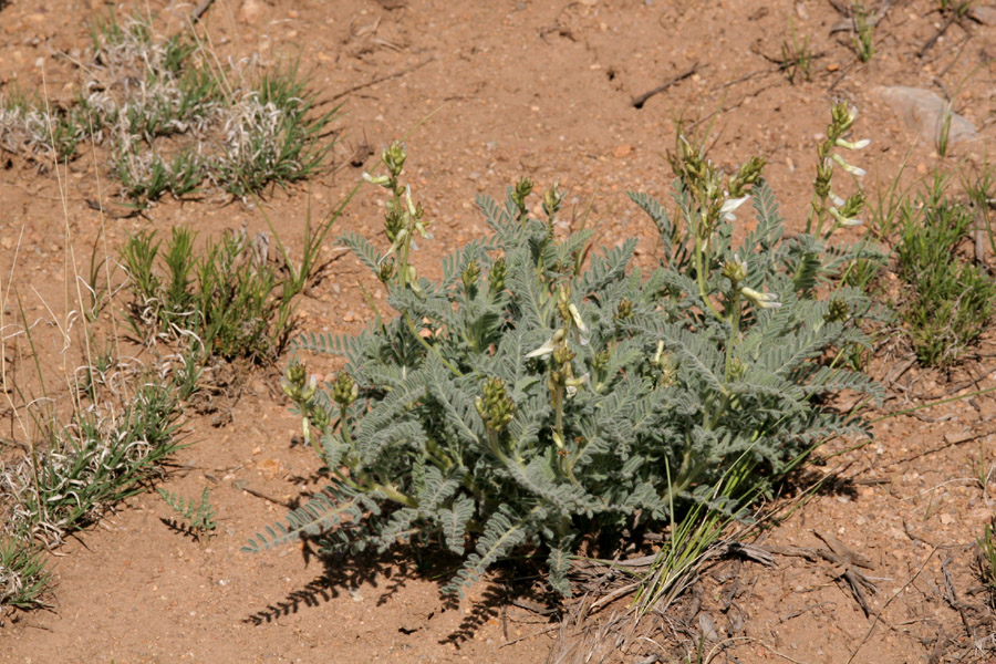 Astragalus drummondii image