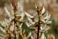 Astragalus flavus image