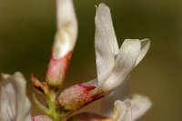 Image of Astragalus flavus