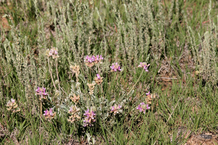 Astragalus gilensis image