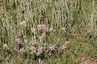 Image of Astragalus gilensis