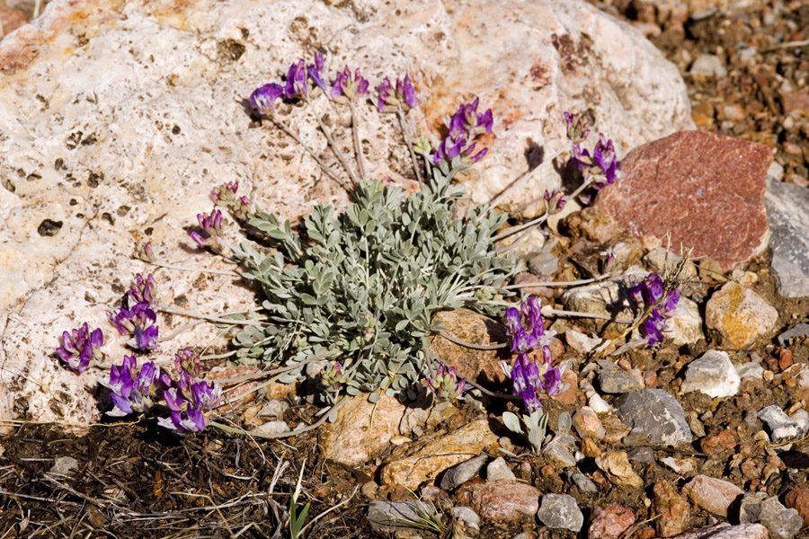 Astragalus missouriensis var. mimetes image